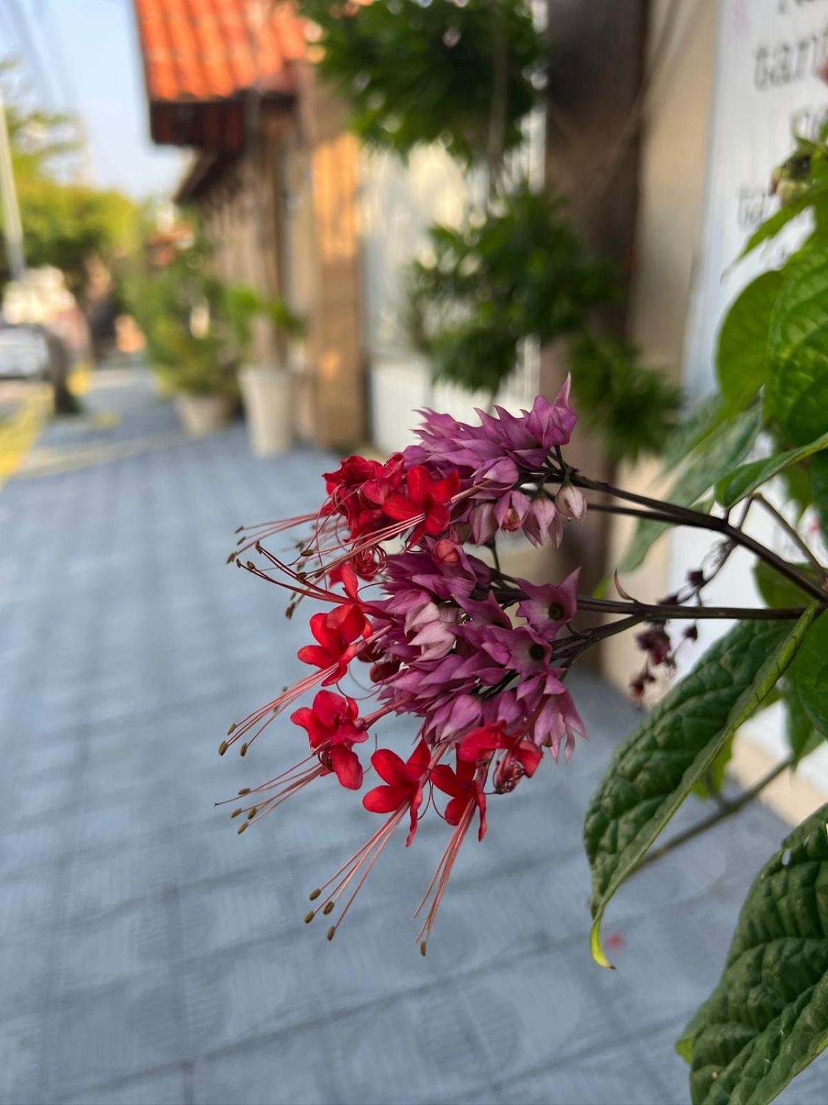 נטאל Pousada Flor Dalia מראה חיצוני תמונה